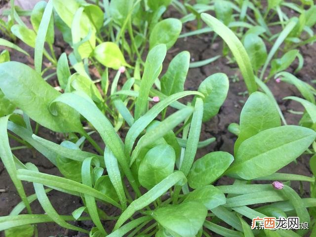 10月适合种植的蔬菜 这个季节种植什么最好