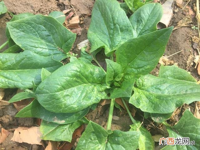 10月适合种植的蔬菜 这个季节种植什么最好