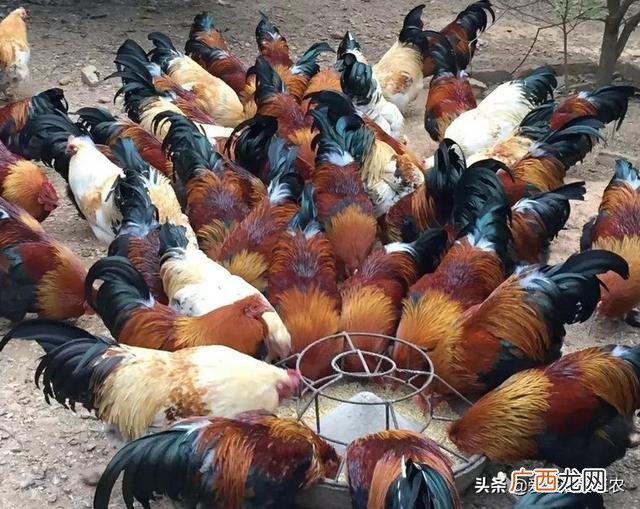 农村投资什么项目好,农村干啥挣钱快投资小