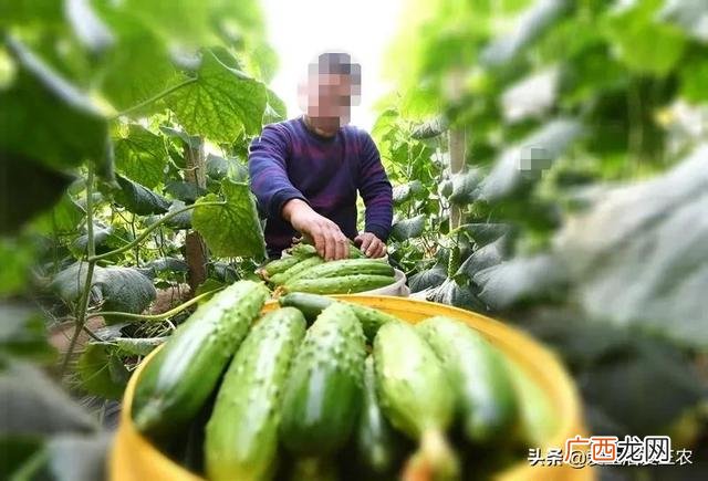 农村投资什么项目好,农村干啥挣钱快投资小