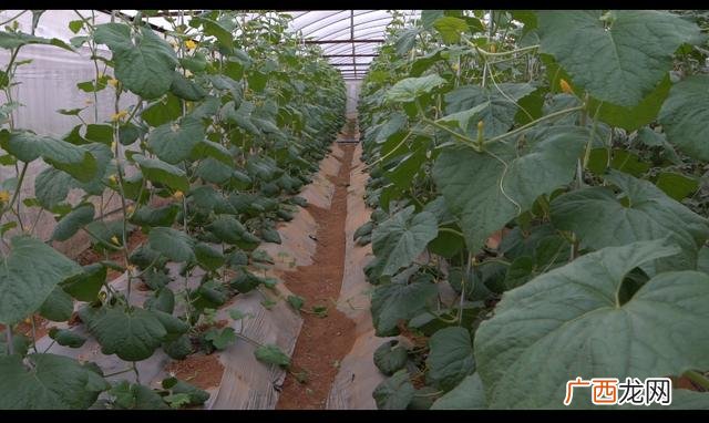 蔬菜种植可行性报告 蔬菜大棚项目可行性报告