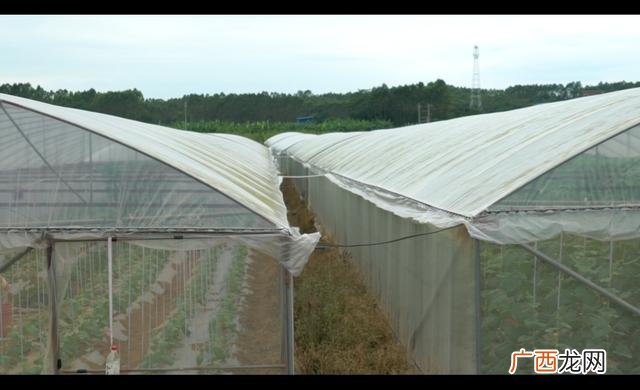 蔬菜种植可行性报告 蔬菜大棚项目可行性报告
