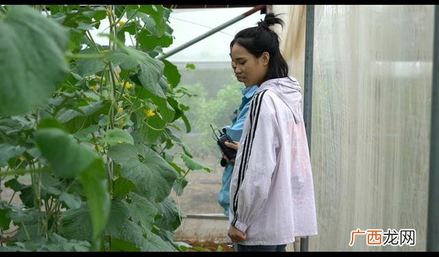 蔬菜种植可行性报告 蔬菜大棚项目可行性报告