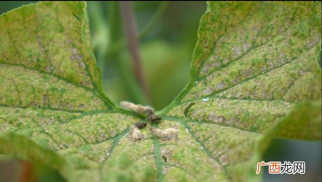 蔬菜种植可行性报告 蔬菜大棚项目可行性报告