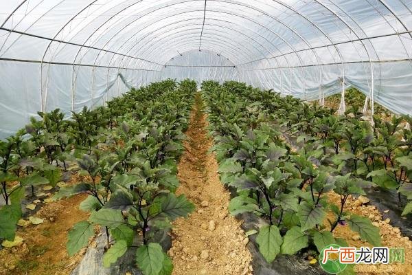 蔬菜大棚实施方案,蔬菜大棚项目实施方案