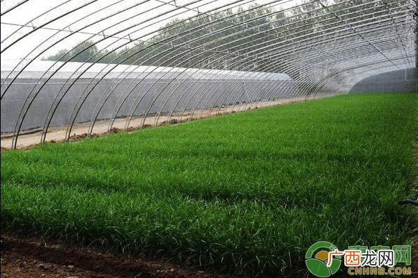 蔬菜大棚实施方案,蔬菜大棚项目实施方案