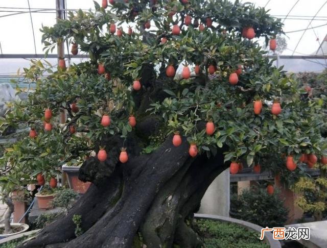 现在种什么植物最值钱,近几年种植什么值钱