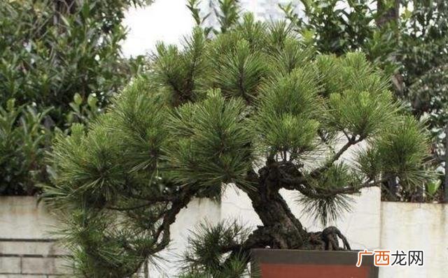 现在种什么植物最值钱,近几年种植什么值钱
