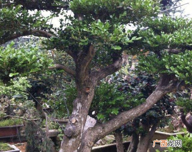 现在种什么植物最值钱,近几年种植什么值钱