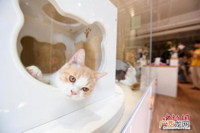 悬赏猫app下载苹果客户端,悬赏兔app下载官网