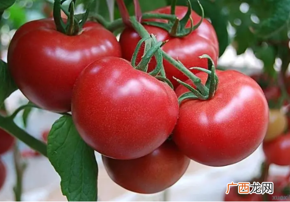 种植什么最赚钱不愁销路?利润最大的蔬菜2023
