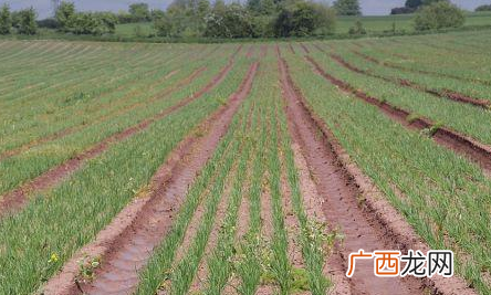 种植一亩地收入45万怎么样，2022农村种植什么赚钱快