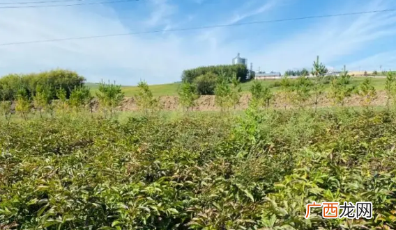 药材种植加盟项目推荐，药材种植项目哪种最好