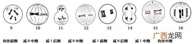 基因的分离规律及其实质,创业规律的实质是什么