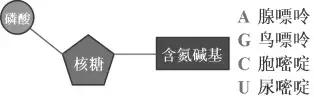 基因的分离规律及其实质,创业规律的实质是什么