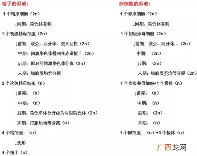 基因的分离规律及其实质,创业规律的实质是什么