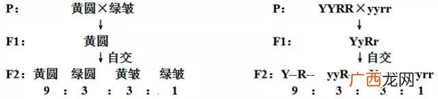 基因的分离规律及其实质,创业规律的实质是什么