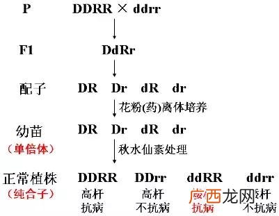 基因的分离规律及其实质,创业规律的实质是什么