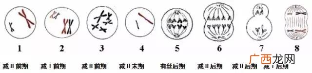 基因的分离规律及其实质,创业规律的实质是什么