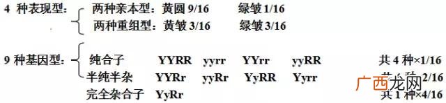 基因的分离规律及其实质,创业规律的实质是什么