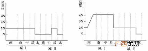 基因的分离规律及其实质,创业规律的实质是什么
