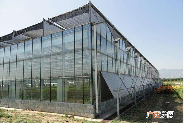 基地种植白芨苗专用肥 创业种植白芨