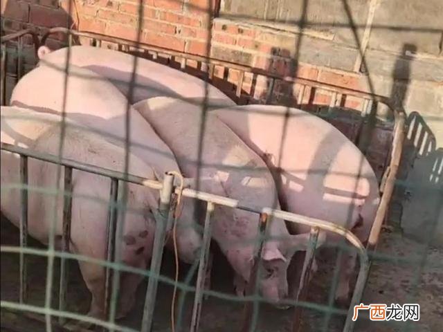 2021到底养啥子发财 2021年包地种什么挣钱快