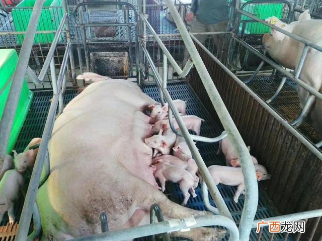 2021到底养啥子发财 2021年包地种什么挣钱快