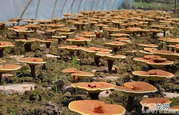 灵芝多少钱一克 市场价 种植灵芝多少钱一斤