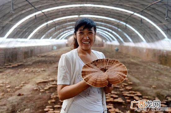 灵芝多少钱一克 市场价 种植灵芝多少钱一斤