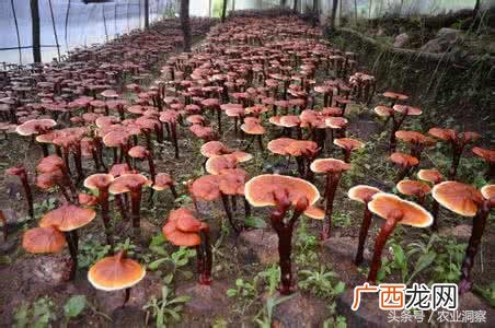 灵芝多少钱一克 市场价 种植灵芝多少钱一斤