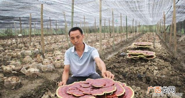 灵芝多少钱一克 市场价 种植灵芝多少钱一斤