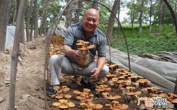 灵芝多少钱一克 市场价 种植灵芝多少钱一斤