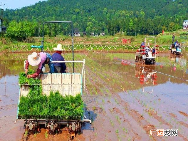 种植业调研报告,有机蔬菜种植项目可行性报告