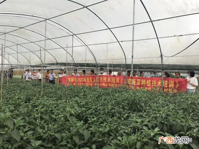 农村蔬菜种植技术培训 大棚蔬菜种植培训方案