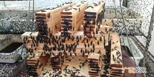 黑水虻养殖技术全过程 黑水虻养殖技术优缺点