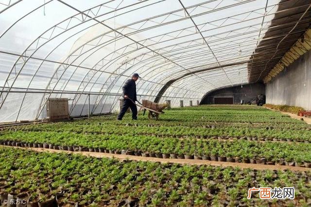 蔬菜大棚种植方案,建设蔬菜大棚的实施方案