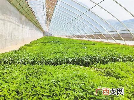 西和县长道镇,西和县创业贷款