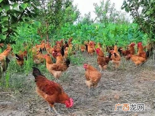 适合老百姓的生意,针对老百姓的创业项目