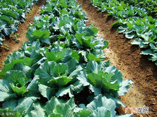 蔬菜批发新手如何进货,怎么找蔬菜批发商呢