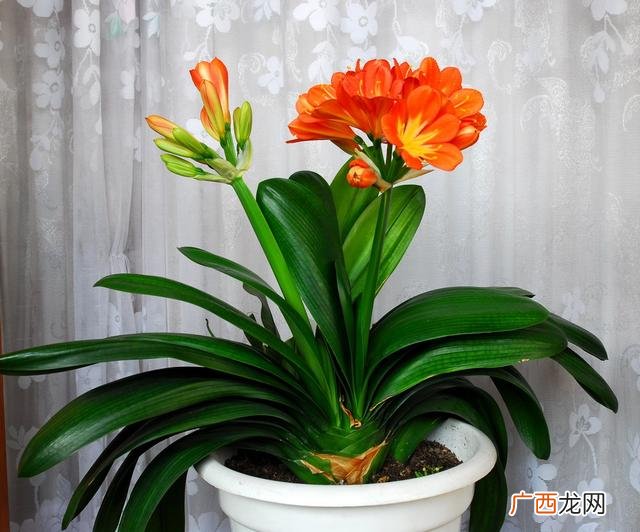 生肖虎养什么植物最好,属虎养什么花最合适