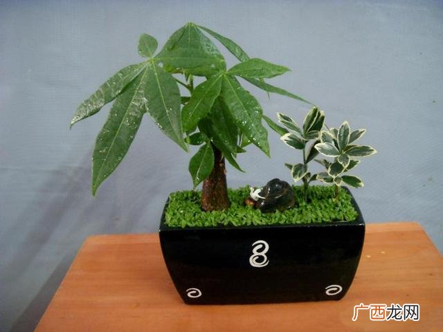 生肖虎养什么植物最好,属虎养什么花最合适