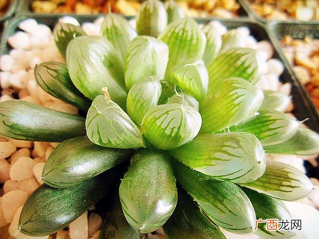 生肖虎养什么植物最好,属虎养什么花最合适