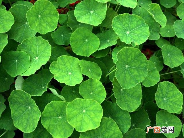 生肖虎养什么植物最好,属虎养什么花最合适