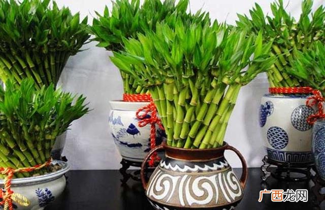 生肖虎养什么植物最好,属虎养什么花最合适