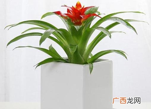 生肖虎养什么植物最好,属虎养什么花最合适