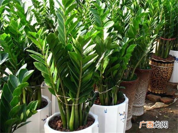 生肖虎养什么植物最好,属虎养什么花最合适