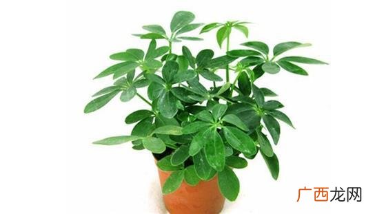 生肖虎养什么植物最好,属虎养什么花最合适