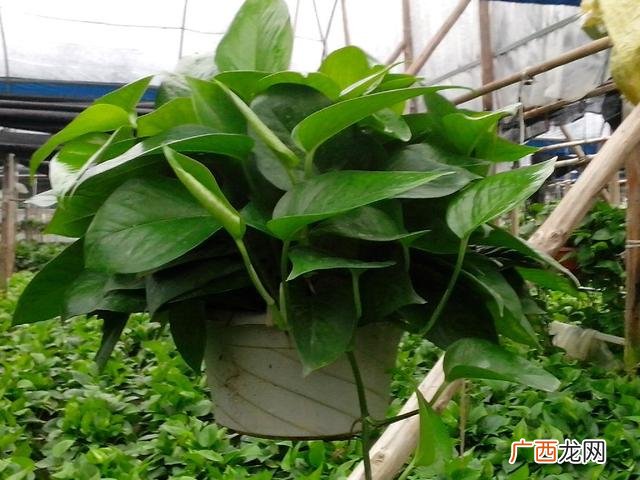 生肖虎养什么植物最好,属虎养什么花最合适