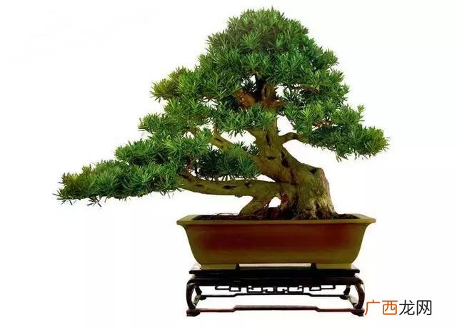 生肖虎养什么植物最好,属虎养什么花最合适